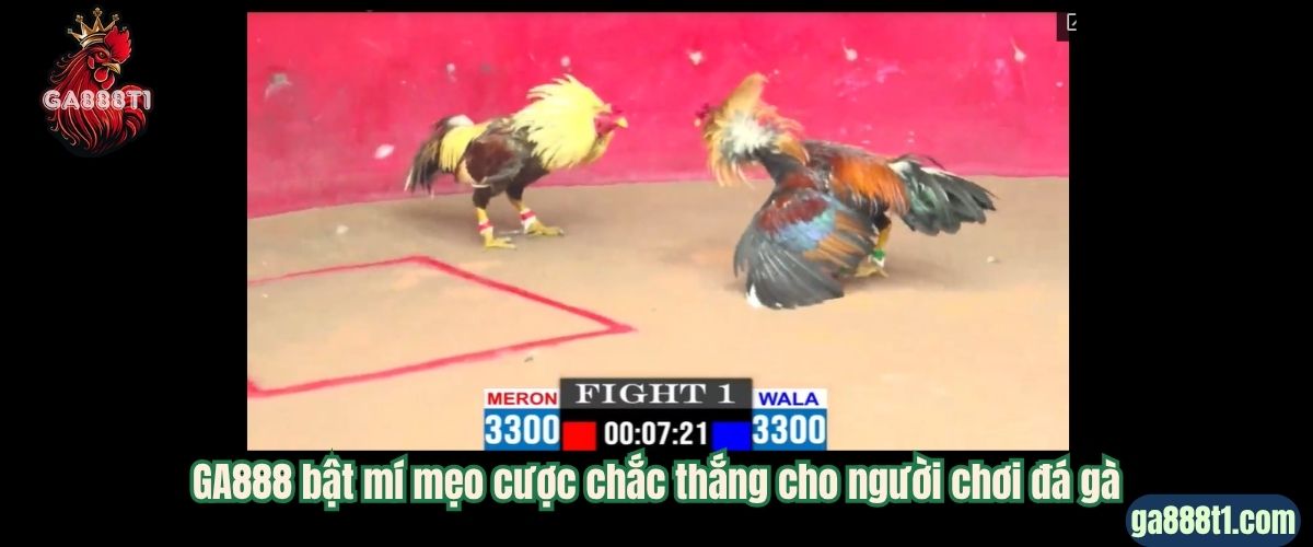 GA888 bật mí mẹo cược chắc thắng cho người chơi đá gà